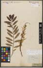 Foto von Salix triandra subsp. triandra L.